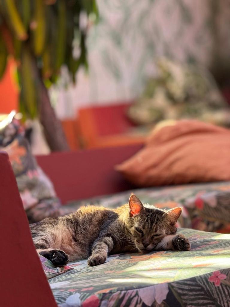 Mais Que Nada Itacare - Hostel, Bar & Breakfast Екстер'єр фото